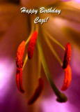13 November - Cazis day...