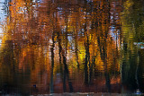Golden pond