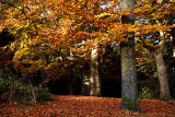 17 November - autumn colour