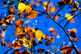 Yellows & blues