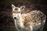 Deer at Knole Park