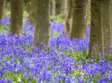 Carpets of bluebells