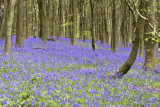 Andrews Wood Bluebells