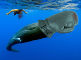 Whaling.jpg