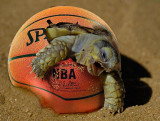 NBA-birth.jpg