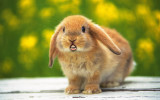 Bunny-lips.jpg