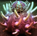 Translucent-Urchin.jpg
