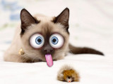 Poppers-The-Kitty.jpg