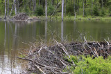 9.  A beaver dam and their lodge in the distance on the left.