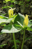 7.  Yellow Trillium