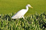 This Cattle Egret gets around