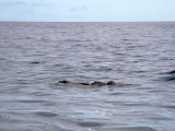 A sea turtle comes up for air