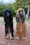 Freshly groomed and proud of it