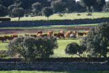 la vida pastoral