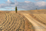 colline senesi