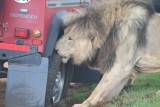 def vs lion 2.bmp