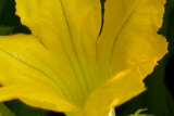 Squash Blossoms