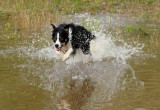 Tarot has found a puddle