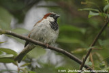 House SparrowPasser domesticus domesticus