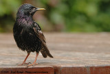Common StarlingSturnus vulgaris vulgaris