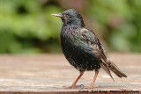 Common StarlingSturnus vulgaris vulgaris