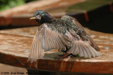 Common StarlingSturnus vulgaris vulgaris