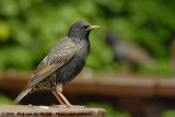 Common StarlingSturnus vulgaris vulgaris
