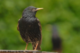 Common Starling<br><i>Sturnus vulgaris vulgaris</i>