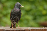 Common StarlingSturnus vulgaris vulgaris