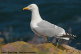 European Herring GullLarus argentatus argenteus