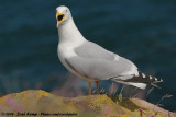 European Herring Gull<br><i>Larus argentatus argenteus</i>