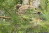 Chacochachalaca / Chaco Chachalaca