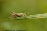 Meadow Grasshopper<br><i>Chorthippus parallelus parallelus</i>