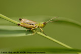 Meadow Grasshopper<br><i>Chorthippus parallelus parallelus</i>
