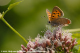 Small Copper<br><i>Lycaena phlaeas phlaeas</i>