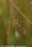 Wasp Spider<br><i>Argiope bruennichi bruennichi</i>