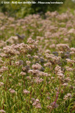 Koninginnenkruid / Hemp Agrimony