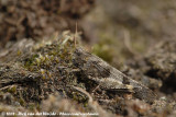 Blue-Winged Grasshopper<br><i>Oedipoda caerulescens ssp.</i>