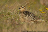 Morinelplevier / Eurasian Dotterel