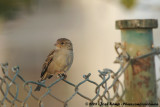 House Sparrow<br><i>Passer domesticus biblicus</i>