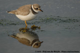 Bontbekplevier / Common Ringed Plover