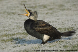 Great Cormorant<br><i>Phalacrocorax carbo sinensis</i>