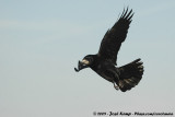 Eurasian Rook<br><i>Corvus frugilegus frugilegus</i>