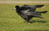 Eurasian Rook<br><i>Corvus frugilegus frugilegus</i>