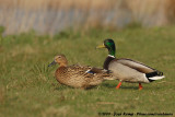 Mallard<br><i>Anas platyrhynchos platyrhynchos</i>