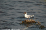 Black-Headed Gull<br><i>Chroicocephalus ridibundus</i>