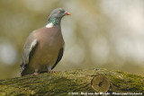 Common Wood Pigeon<br><i>Columba palumbus palumbus</i>
