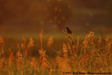 European Stonechat<br><i>Saxicola rubicola rubicola</i>