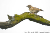 Wood Lark<br><i>Lullula arborea arborea</i>