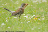 Fieldfare<br><i>Turdus pilaris</i>